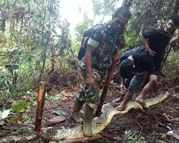 The body of Siriati was tragically found inside the snake. (Viral Press)