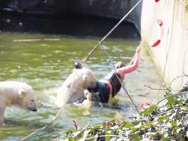 Mandy K’s Encounter with a Polar Bear at Berlin Zoo