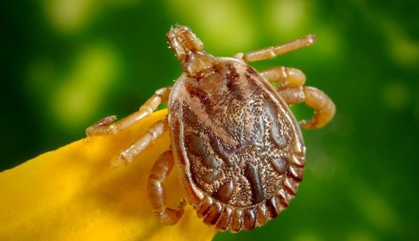 Actions To Take If You Discover a Tick in Your Home