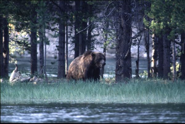 Chilling Last Words of Man and Girlfriend Eaten Alive by Bear on Camera