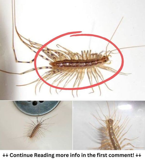 Natural Pest Controllers: House Centipedes to the Rescue!