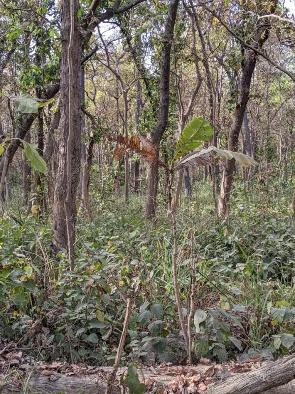 Can You Spot the Hidden Tiger in the Jungle in Just 12 Seconds?