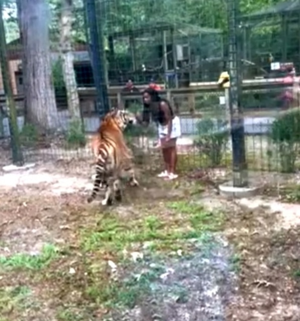 Defiant Woman Enters Zoo Enclosure; Tiger Left Speechless: Police Report