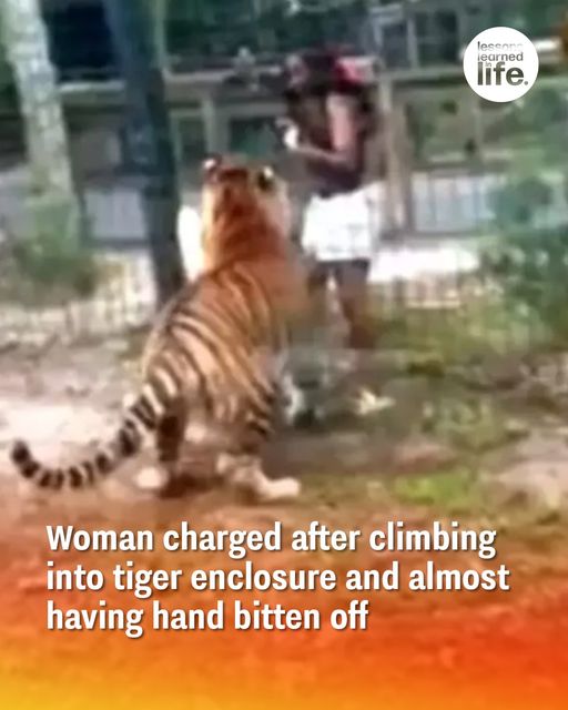 Tiger Tango: Woman’s Dance with Danger at Zoo Sparks Outrage