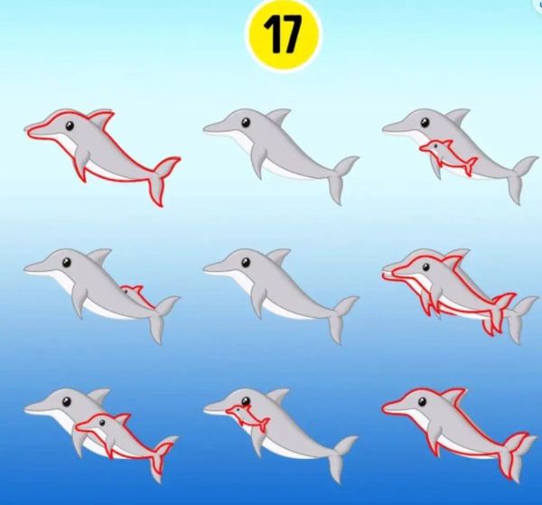 17 dolphins outlined