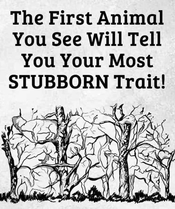 Discover Your Stubborn Spirit Animal