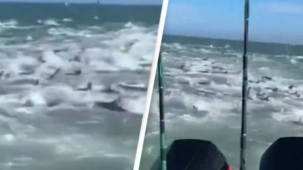 A Shark Feeding Frenzy That Will Make You Think Twice About Swimming