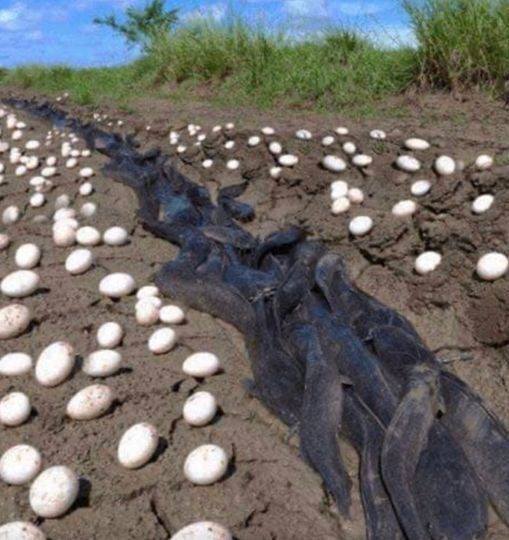 Farmer Jack’s Astonishing Discovery of Mysterious Eggs in His Crops