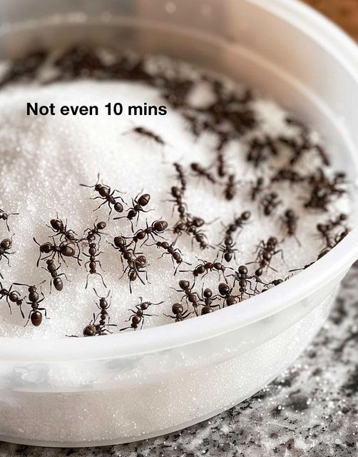 Stay Ant-Free This Summer: A Simple DIY Solution for Homeowners