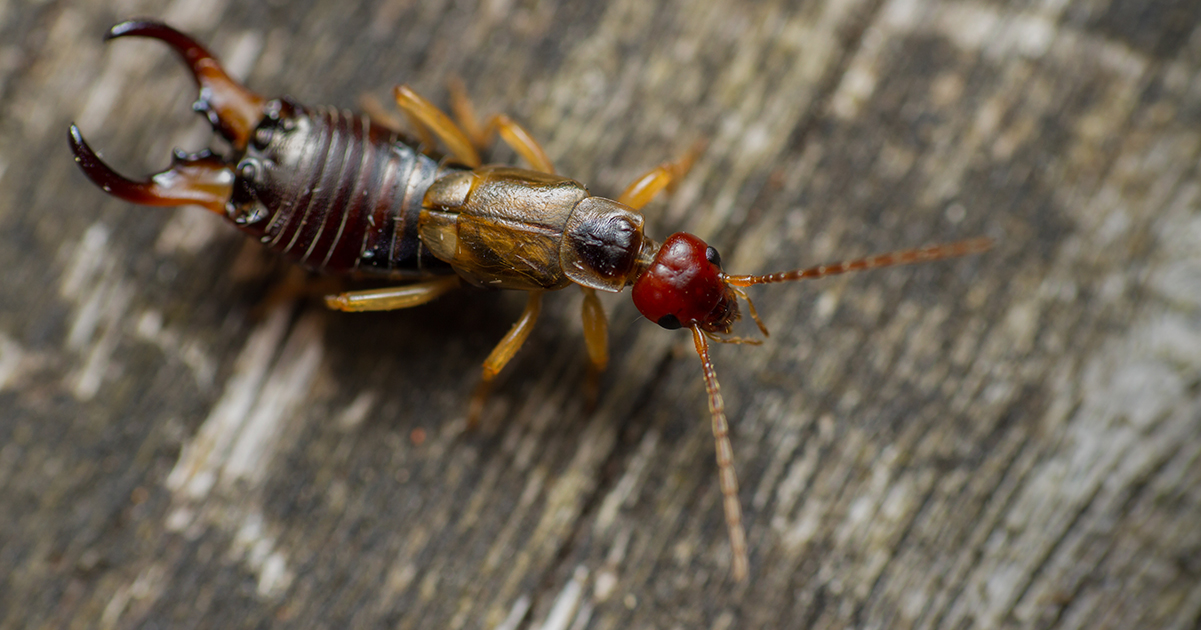 If you find these scary-looking insects in your home, here’s what it means