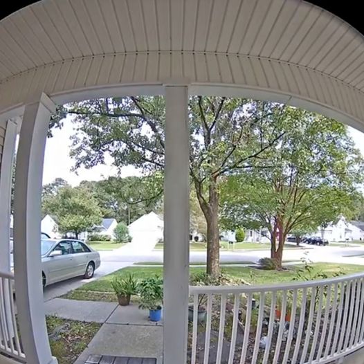 Unassuming Porch Visitor Melts Internet’s Heart: You Won’t Believe Who It Was!